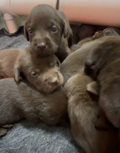 chocolatepups