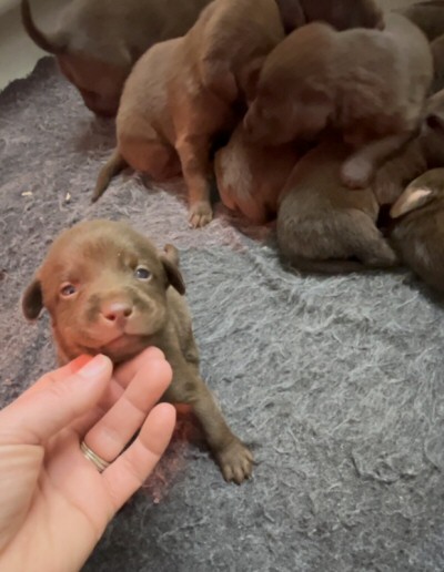 chocolatepups
