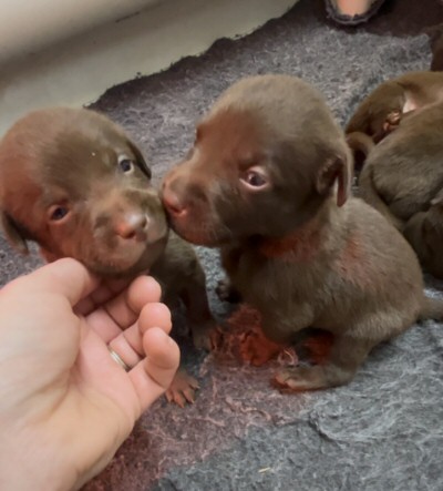 pupsready