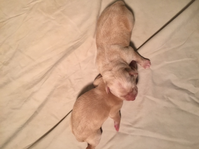 Visit Paradise Kennels