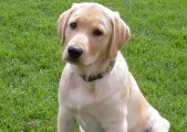 See our pups