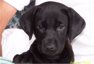 See our pups