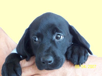 missytankpup
